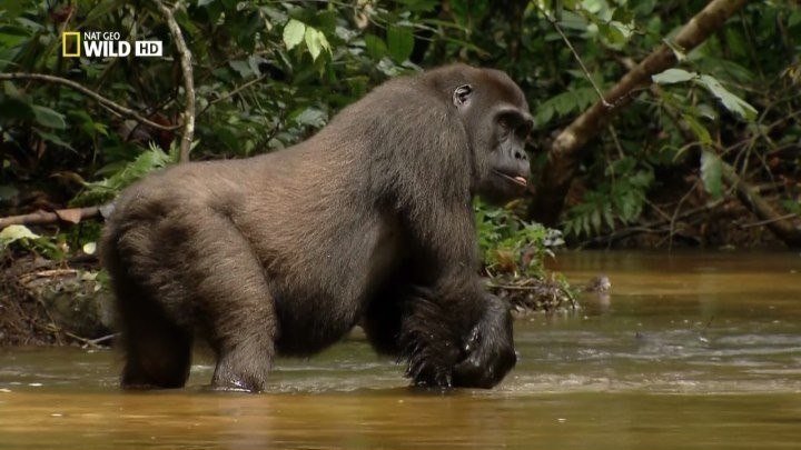 Дикая река Конго. Логово Кинг-Конга / Wild Congo (2017). документальный