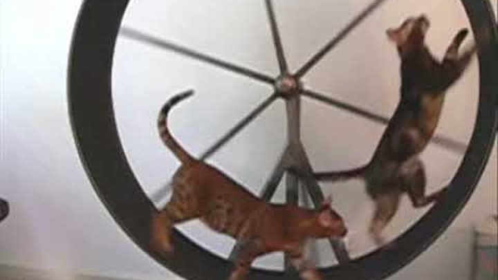 Bengal Cat Fighting for the Exercise Wheel