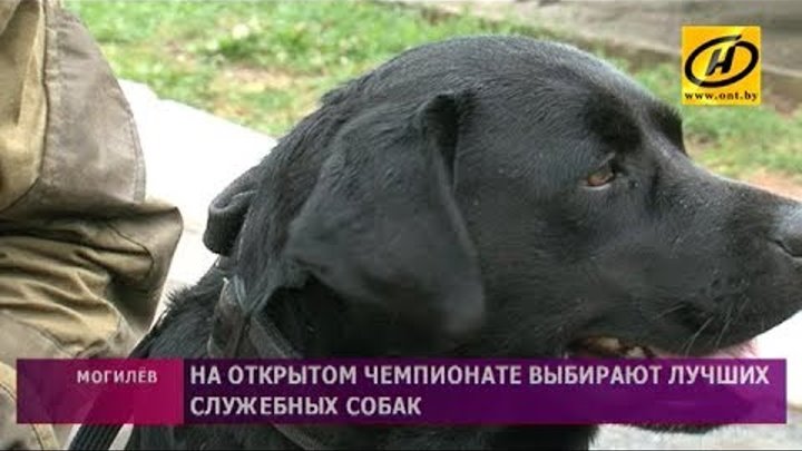 Лучших служебных собак выбирают на открытом чемпионате в Могилёве