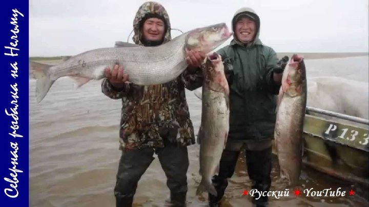 🎣 Северная рыбалка на Нельму ⋆ Русский ☀ YouTube ⋆