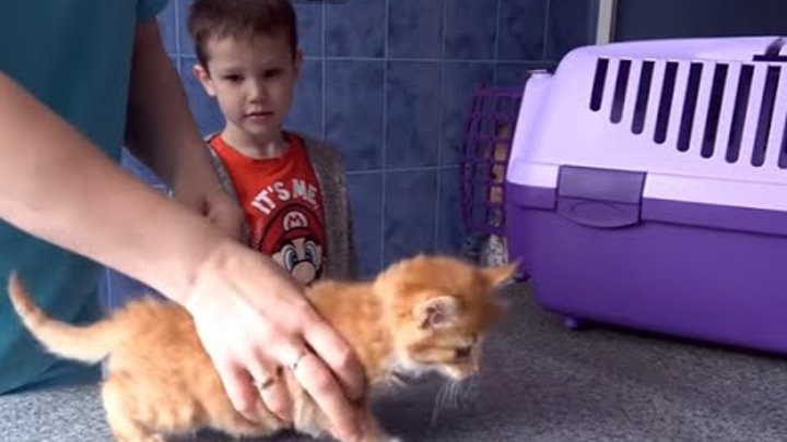 Кошечка Мурка ведём котёнка к ветеринару в клинику для животных ВЛОГ Cat in Animal Clinic Mister Max