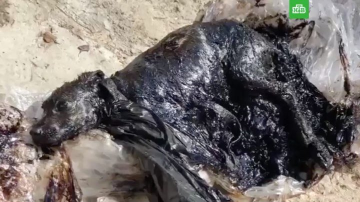 Волонтеры спасли щенка из ямы с битумом