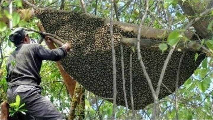Berburu Madu Lebah Liar Hutan | Hunting honey bee forest