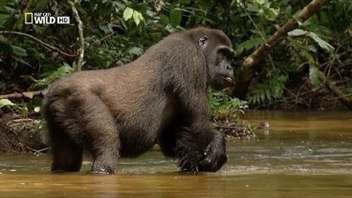Дикая река Конго. Логово Кинг-Конга / Wild Congo (2017). документальный