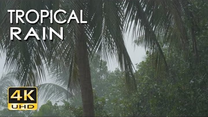 4K Tropical Rain & Relaxing Bird Sounds - Ultra HD Nature Video - Sleep/ Relax/ Study/ Meditate
