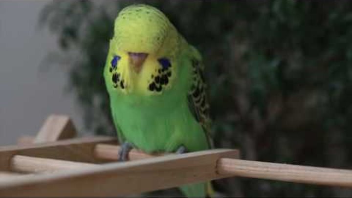 к.30 самец Выставочные волнистые попугаи