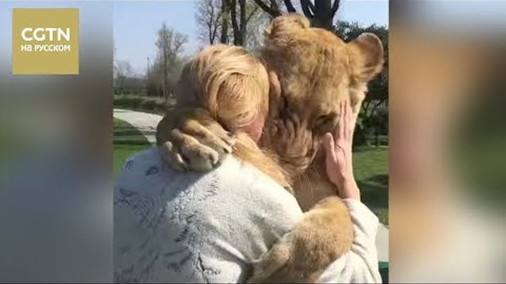 Трогательная история об удивительной любви между львами и их приемной мамой
