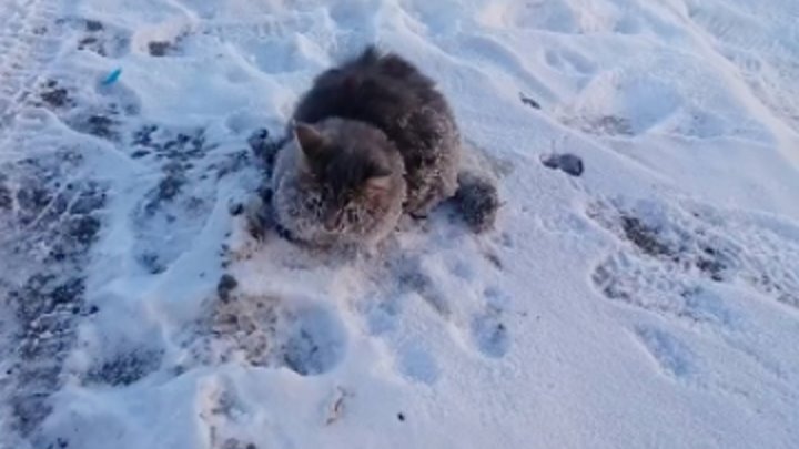 В Златоусте спасли вмёрзшего в лёд кота