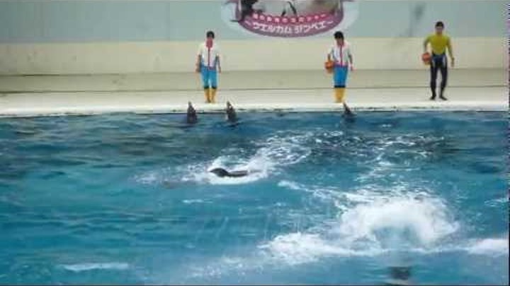 Шоу дельфинов в Sea Paradise