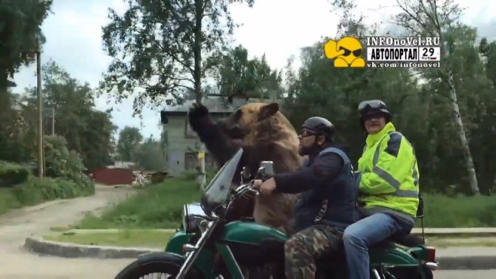 Байкеры в Архангельске прокатили на мотоцикле медведя