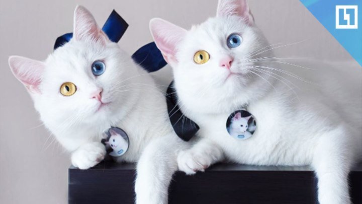 Самые знаменитые кошки-близняшки