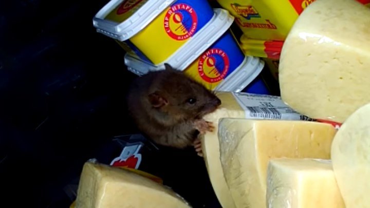 Крыса наелась сыра на глазах посетителей магазина