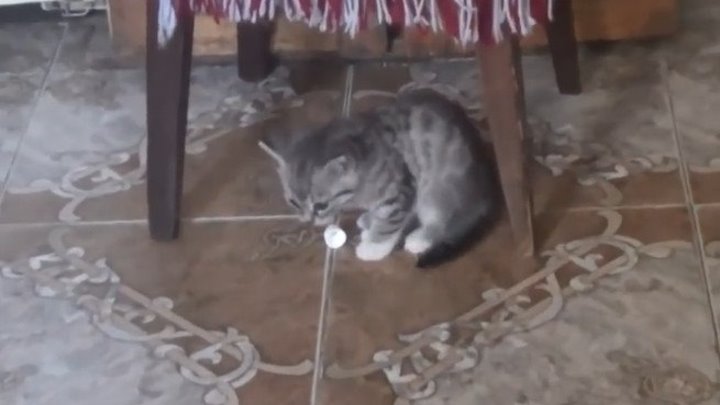 Маленький котенок-найдёныш пытается подружиться со старожилами