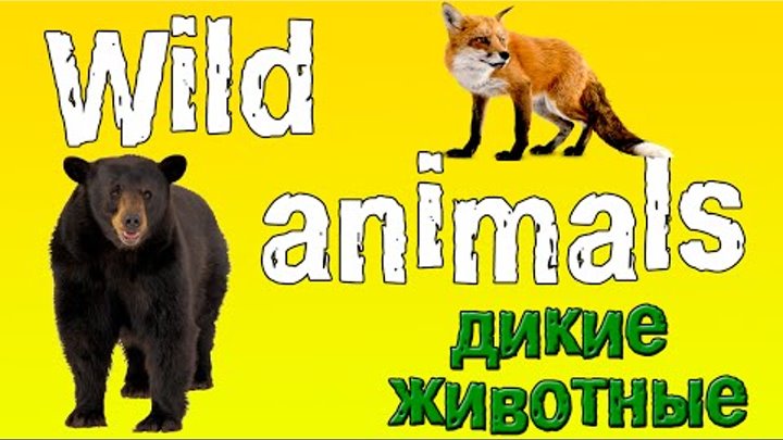 Английский для детей. Животные на английском языке.(дикие животные 1).