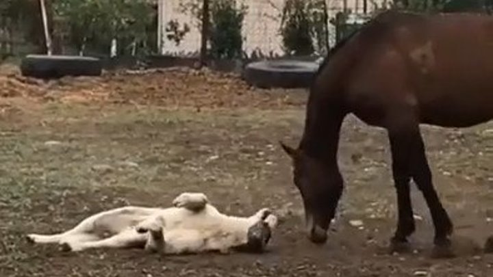 Вот это дружба! Лошадь играет с собакой.