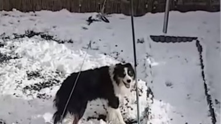 Пёс лепит снеговика.