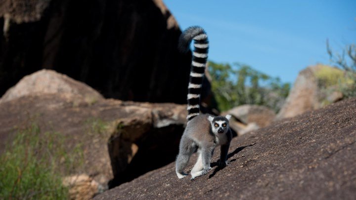 Кусто - Мадагаскар 2