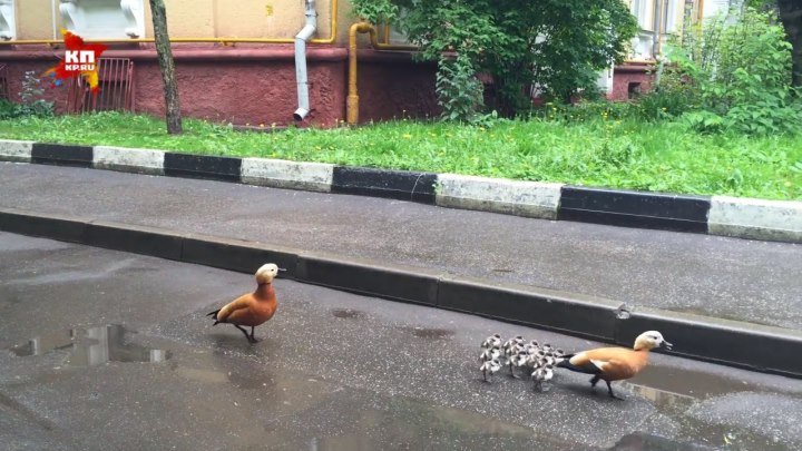 Утка с новорожденными птенцами заблудилась возле станции метро "Беговая"