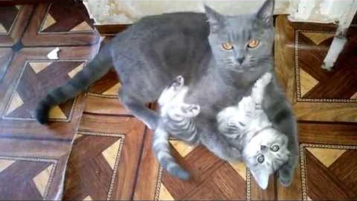 кошка играет с котятами cat plays with kittens