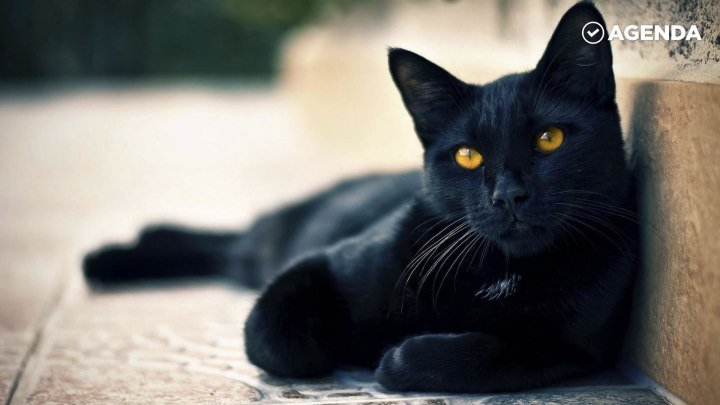17 ноября — День защиты чёрных котов