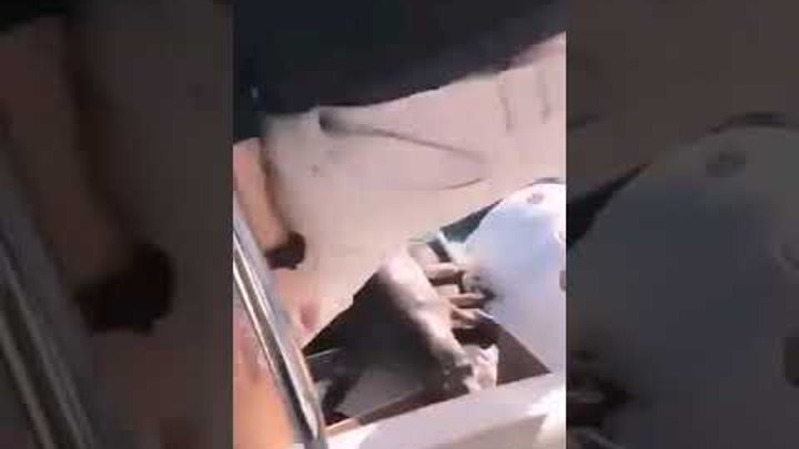 Морской котик спасался от касаток