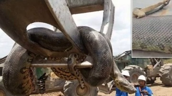Самая крупная змея в мире найдена мертвой в Кыргызстане