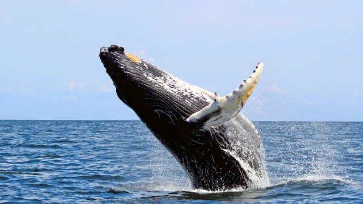Большой синий кит. National Geographic