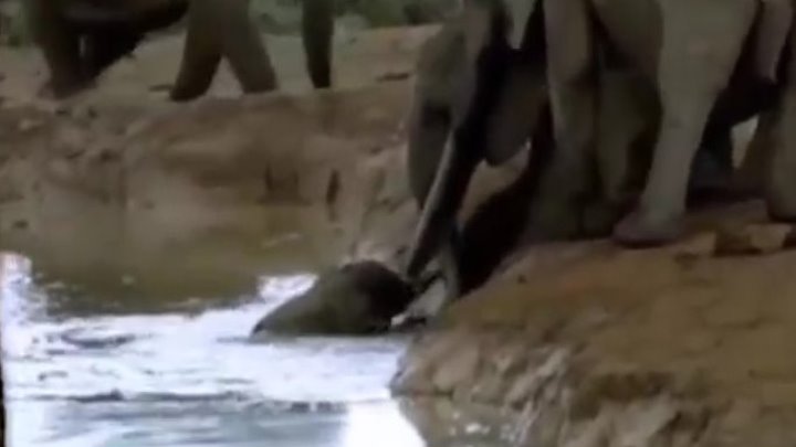 Семейство слонов спасли маленького слоненка от смерти..