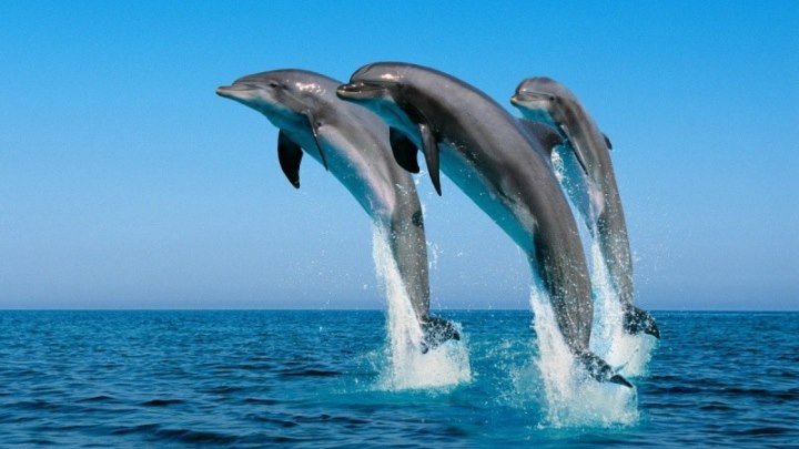 Эти дельфины подарят вам улыбку!