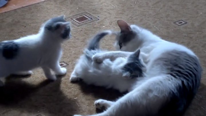 Кошка играет с котятами! Милота!!!