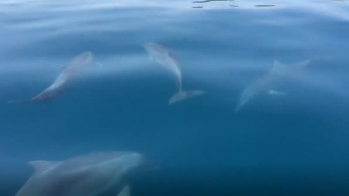 Милые дельфинчики резвятся в Крыму
