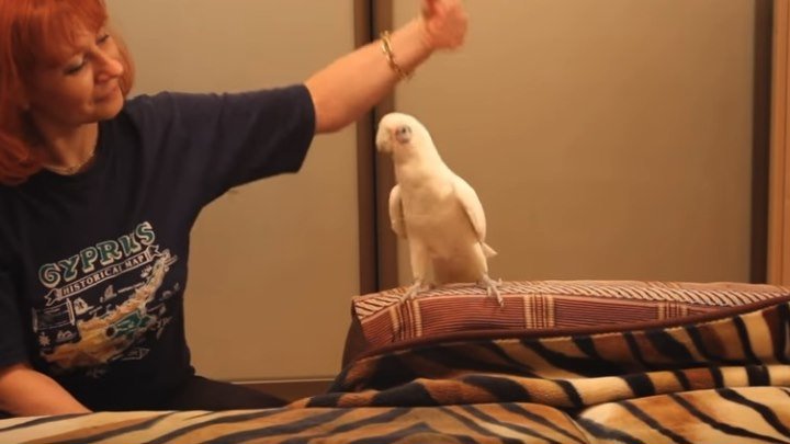 Попугай классно танцует " Танец маленьких лебедей"!