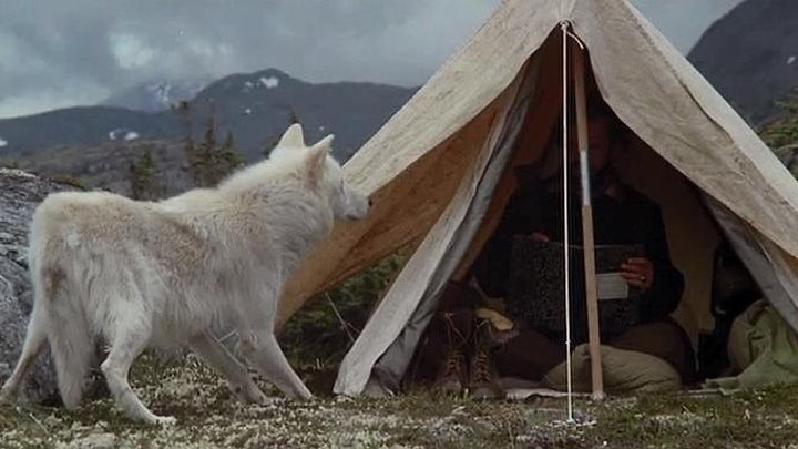 "Не зови ВОЛКОВ // Не кричи "ВОЛКИ!" // Never Cry Wolf". 1983 Драма, приключения