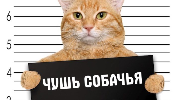 Милонов вступился за котов