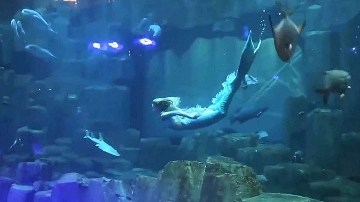 25-летняя студентка работает русалкой в парижском аквариуме и дарит посетителям сказку