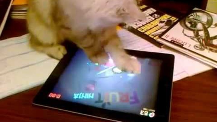 Cat Plays Fruit Ninja on iPad кот играет на айпаде