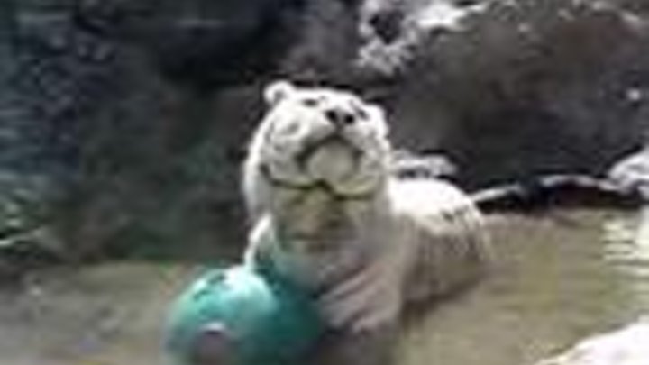 White Tiger playing with a ball taking a bath