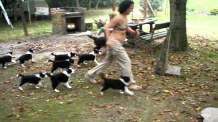 Border collie 11 puppies and mother Boni, owner Goga