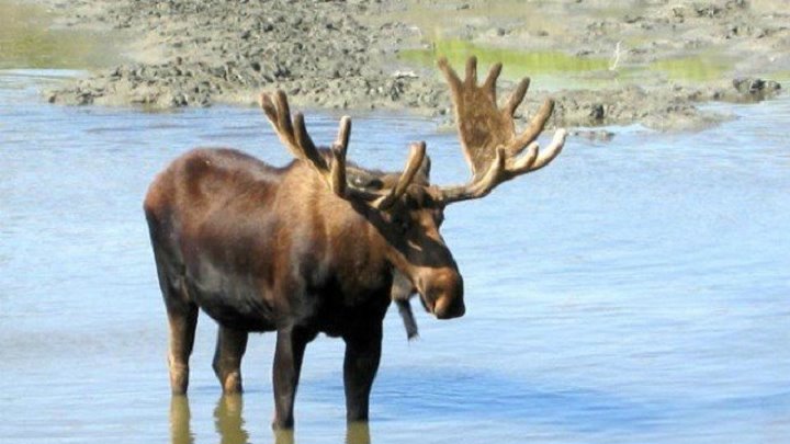 Канадец Дэн Нистедт случайно снял с квадрокоптера бой лося и волка на озере в северной части провинции Онтарио.