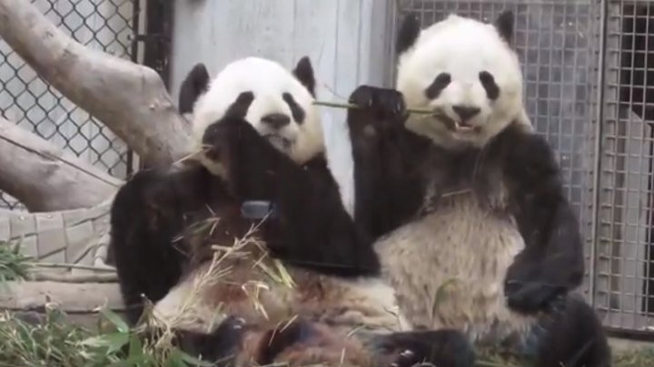 У соседа всегда вкуснее... или панда Джиа постоянно отбирает у мамы бамбук)