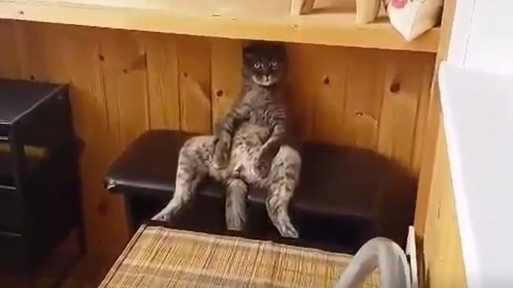 Кот сидит, как Человек