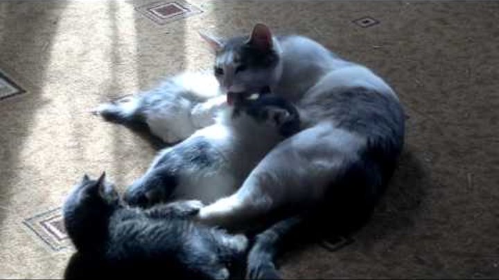 кошка играет с котятами cat plays with kittens