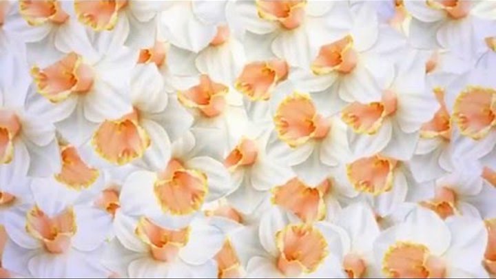 Футаж белые цветы переход anime Footage white flowers free download