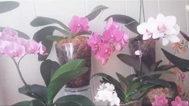 Закрытая система посадки орхидей, на что обратить внимание.