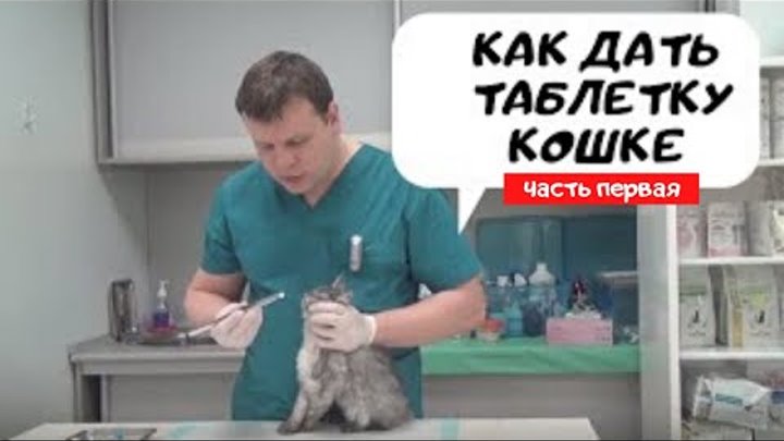 Как дать таблетку кошке