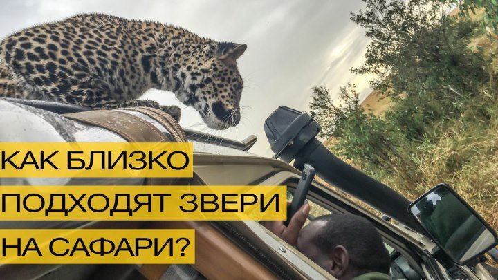 Леопард запрыгнул на машину во время сафари-тура!