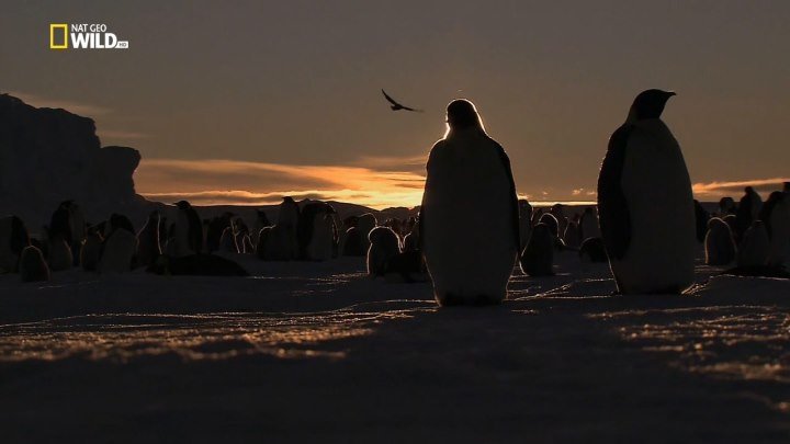 Дикая Антарктида (документальный фильм,2015)