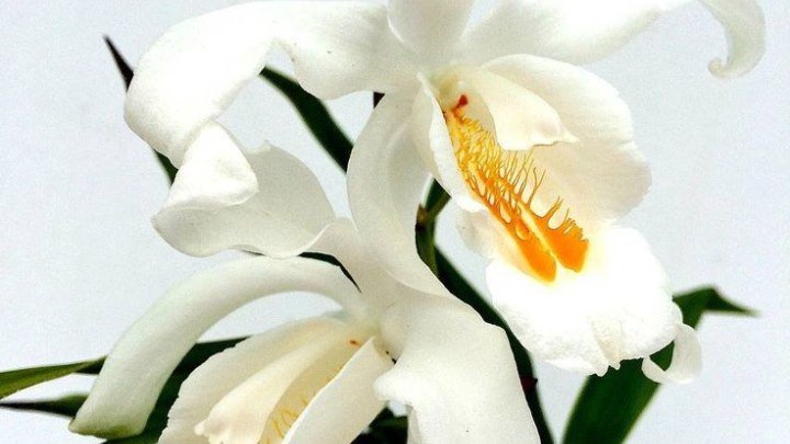 Цветени орхидеи ,ЦЕЛОГИНА КРИСТАТА,Coelogyne Cristata in bloom