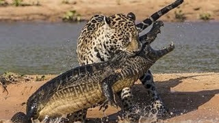 Ягуары против крокодилов (2017). документальный
