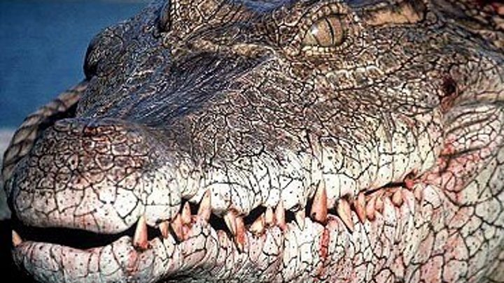 Крокодил (2000г) фильм ужасов
